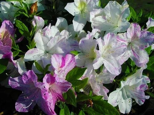 Azalea Starter Plant - White with Purple Stripes - Rhododendron 'Audrey Marie'
