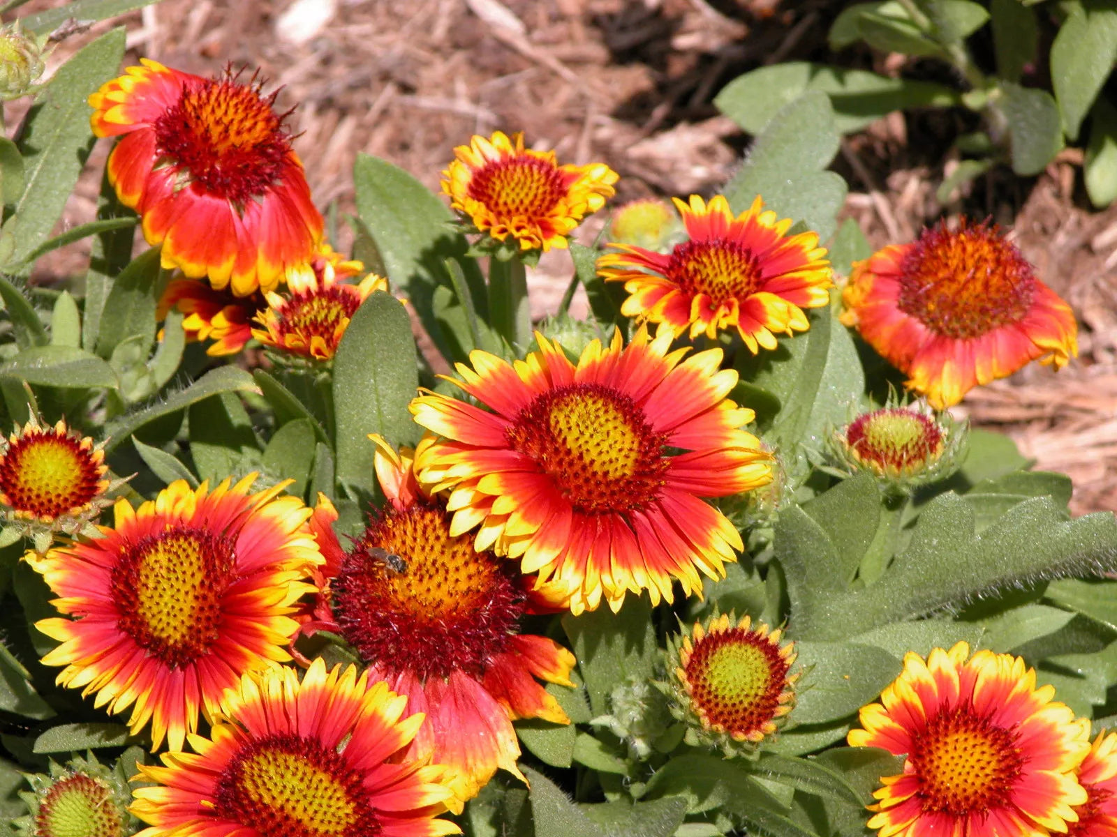70 Seeds Blanket Flower Drought Tolerant Gaillardia aristata - GroCo USA - Buy Any 15, Ships Free!
