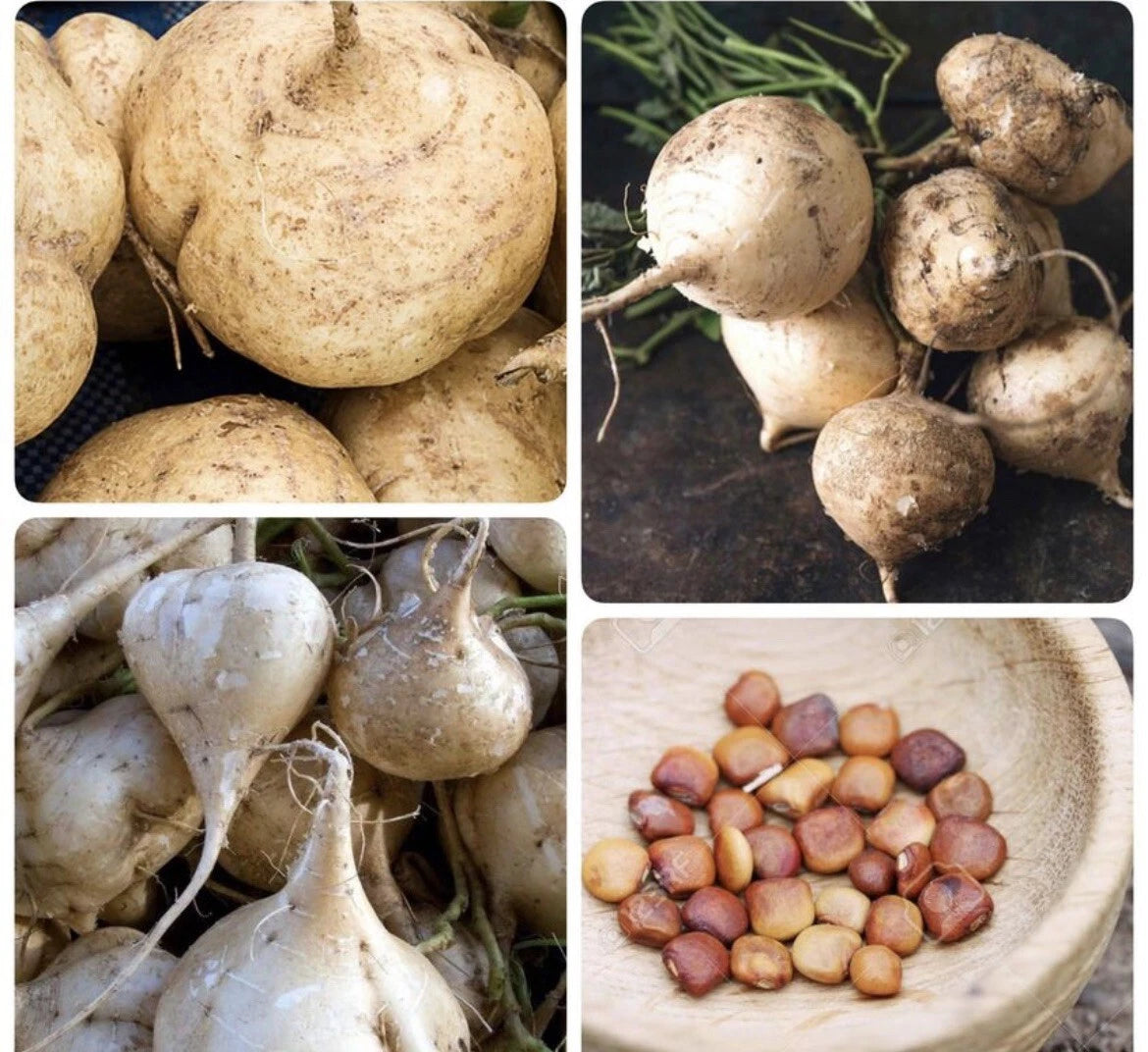 50+ Jicama Seeds | Non-GMO Mexican Yam Bean | Tuber Vegetable, Root Potato (Pachyrhizus erosus)
