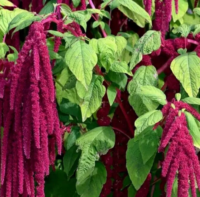 Amaranth Seeds 1000+ Love Lies Bleeding Annual Herb (Amaranthus caudatus) - Free USA Shipping