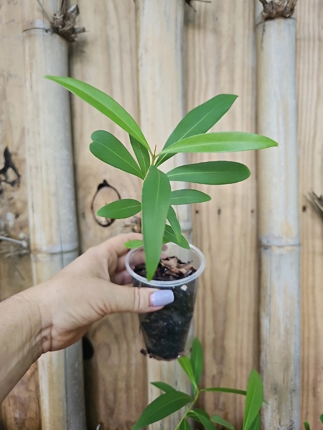 Jamun Fruit Tree Live Plant - Syzygium cumini - Indian Wax Apple - Java Plum - Tropical Fruit Tree