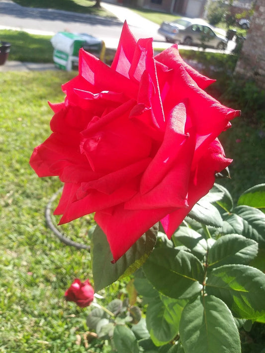 Cherry Brandy Red Tea Rose Cuttings - 5 Fragrant Ready to Root Stem Cuttings - Rosa 'Cherry Brandy'