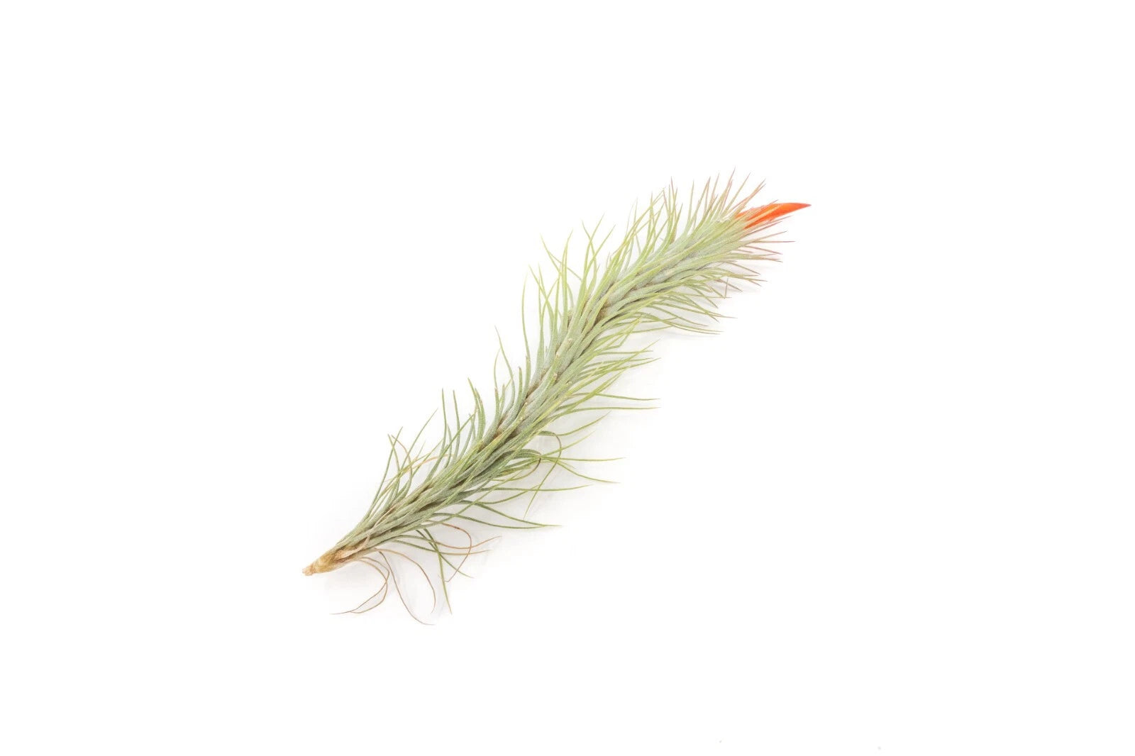 Pack of 5 Air Plants Tillandsia Funckiana - Easy Care Indoor Outdoor Live Air Plants - Sustainably Farmed