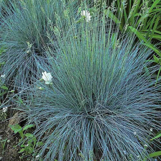 Blue Fescue Ornamental Grass Starter Plant - 'Elijah Blue' - Festuca glauca - Live Plant