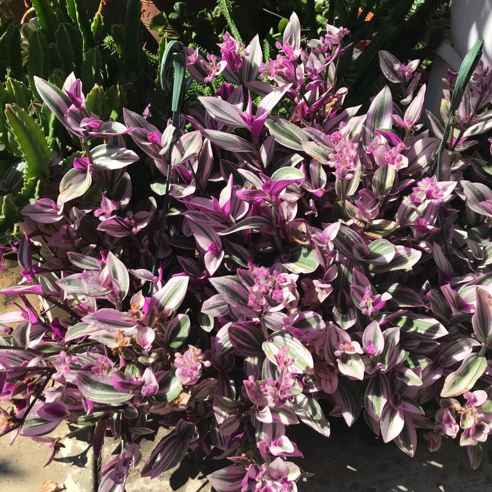 Tradescantia Nanouk Cuttings - 7 Healthy Stem Cuttings for Propagation - Vibrant Pink, Green & White Foliage