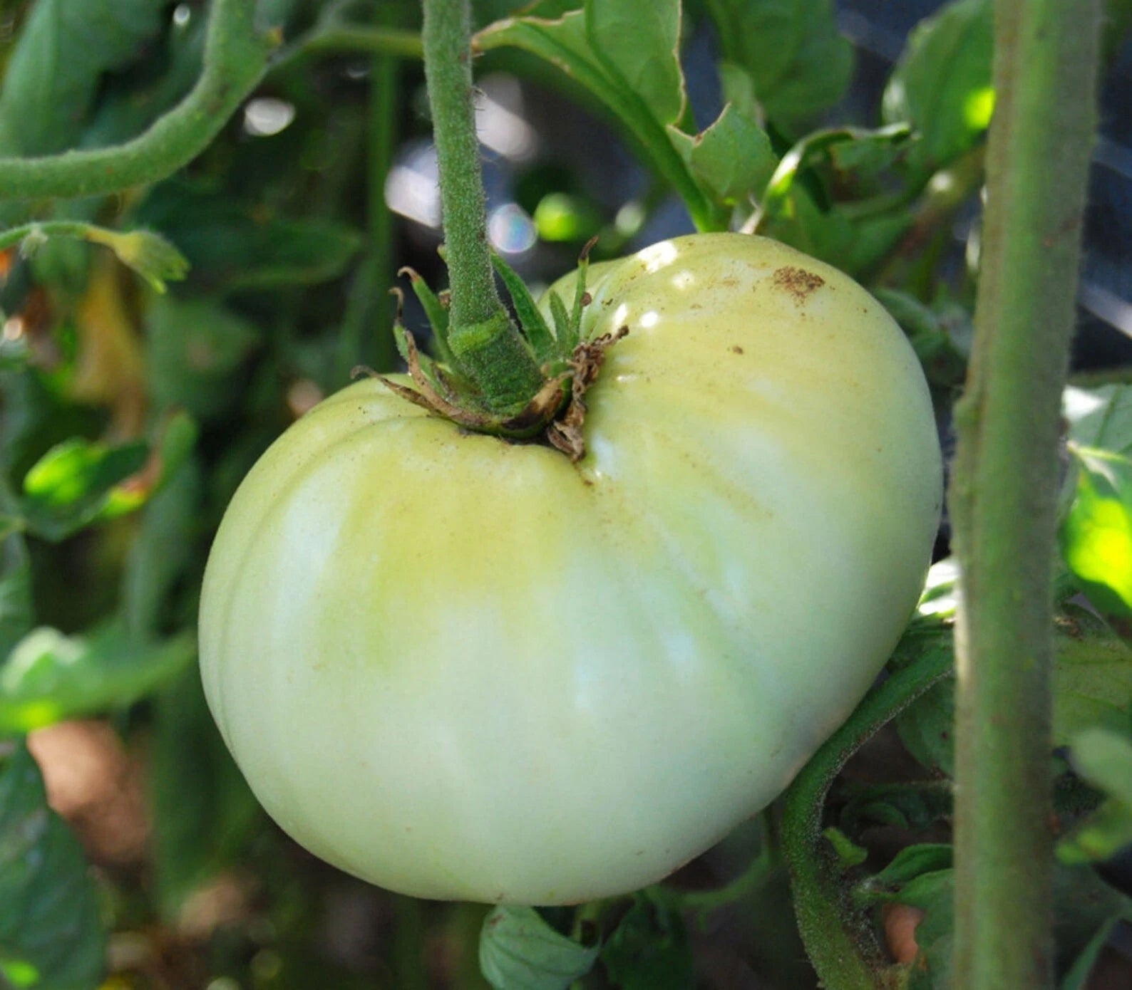 Beefsteak Tomato Seeds 50 Ct Heirloom White Wonder Non-GMO Vegetable Seeds