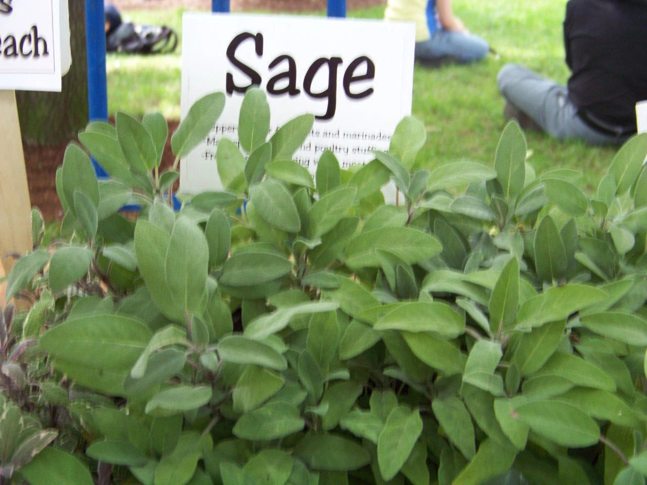 30 Seeds Sage Perennial Herb Salvia Officinalis - Culinary & Medicinal Garden Plant