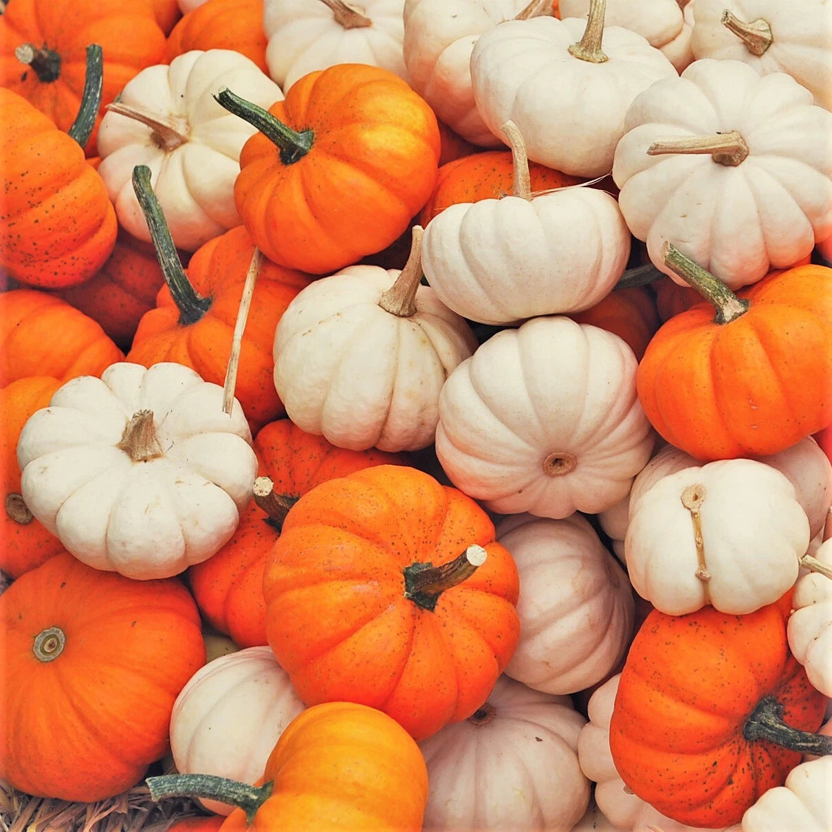 Mini Mix Pumpkin Seeds - Baby Boo Little - White & Orange Untreated - 2025