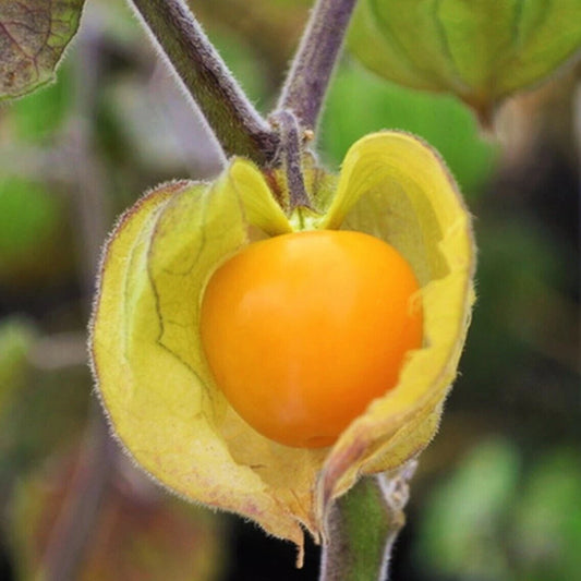 CAPE GOOSEBERRY SEEDS 50+ Large Fruit Ground Cherry Husk Tomato Goldenberry (Physalis peruviana)