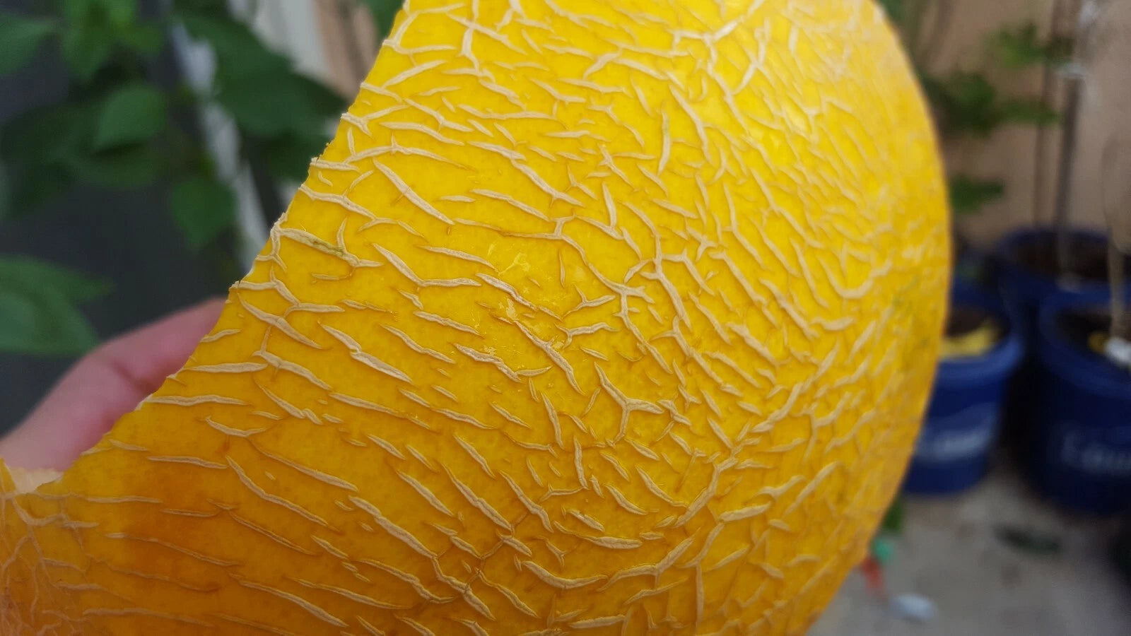 Canary Cantaloupe Seeds 100+ Premium Yellow Melon Cucumis melo