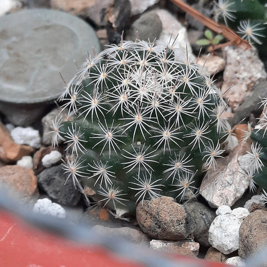 Mammillaria Coahuilensis Bare Root Cactus - Unique Succulent Plant for Indoor Gardening and Collecting