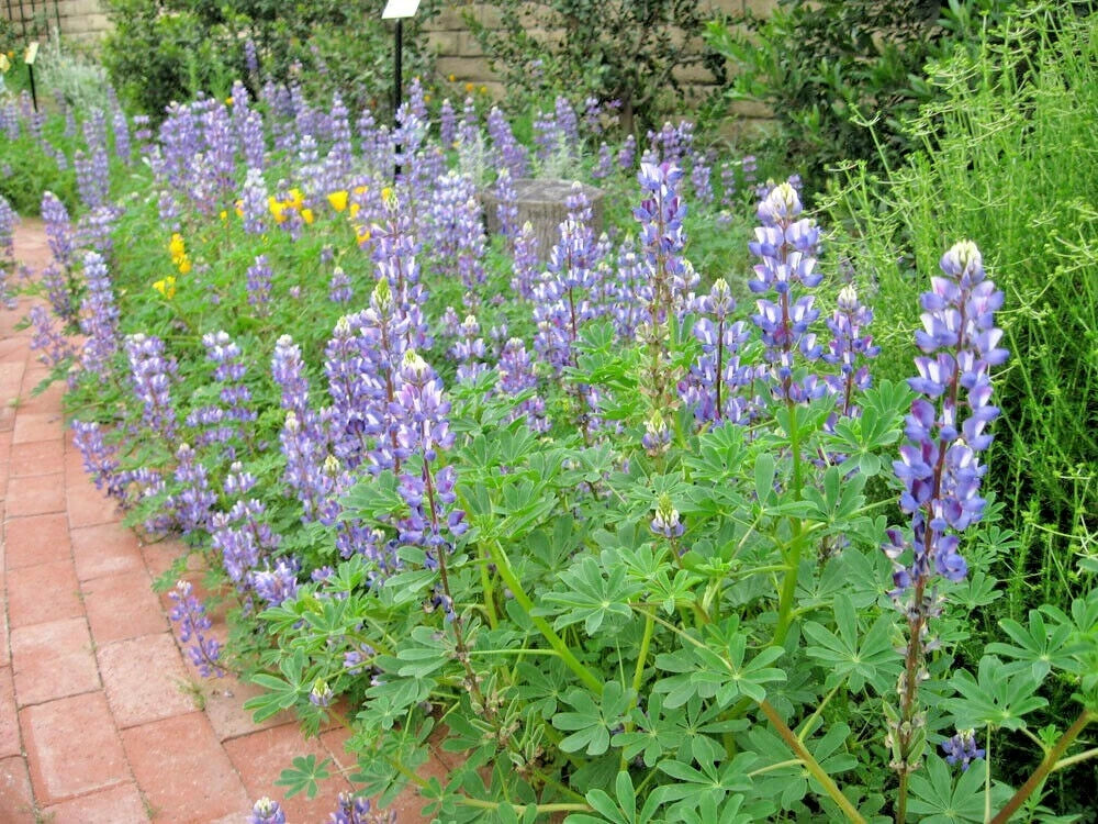 BLUE LUPINE Seeds - 125+ Native Wildflower Annual for Garden & Containers - Pollinator Friendly, Easy to Grow (Lupinus perennis)