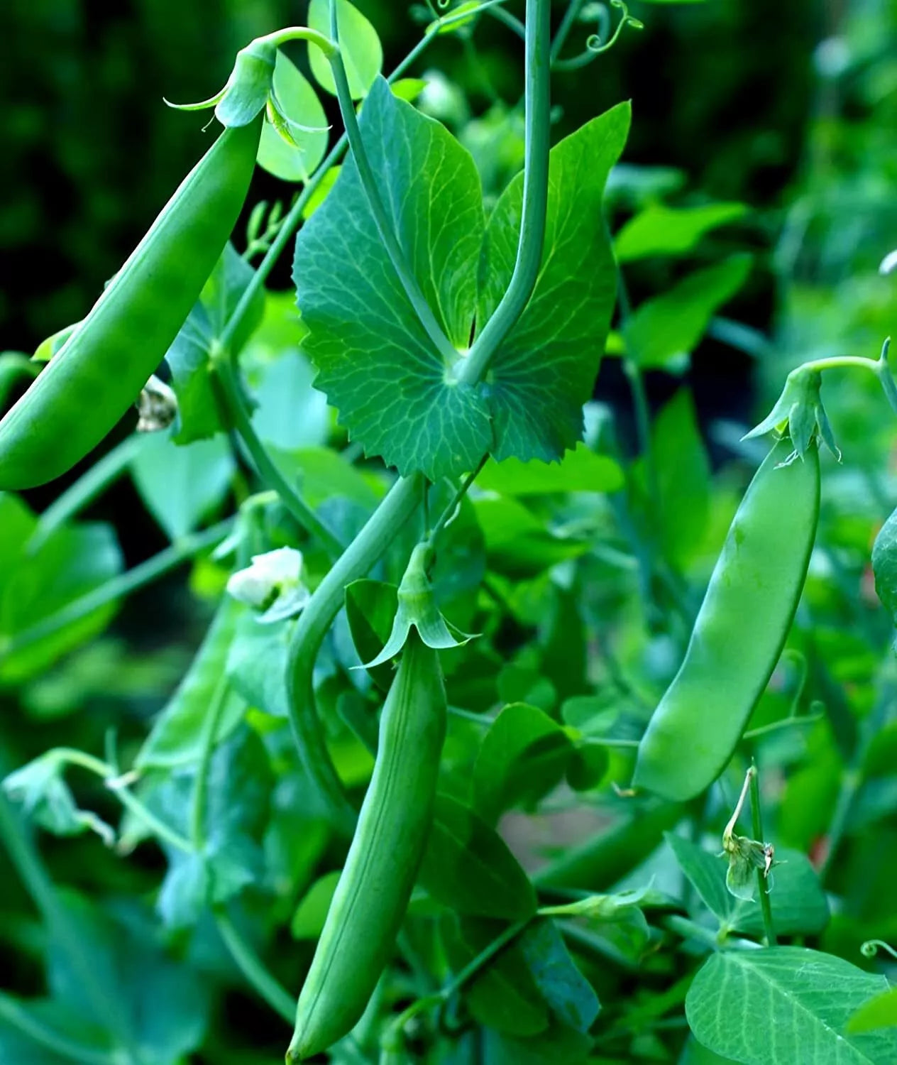 Sugar Snap Pea Seeds 100+ Count Garden Seeds Pisum sativum Organic Heirloom Non-GMO
