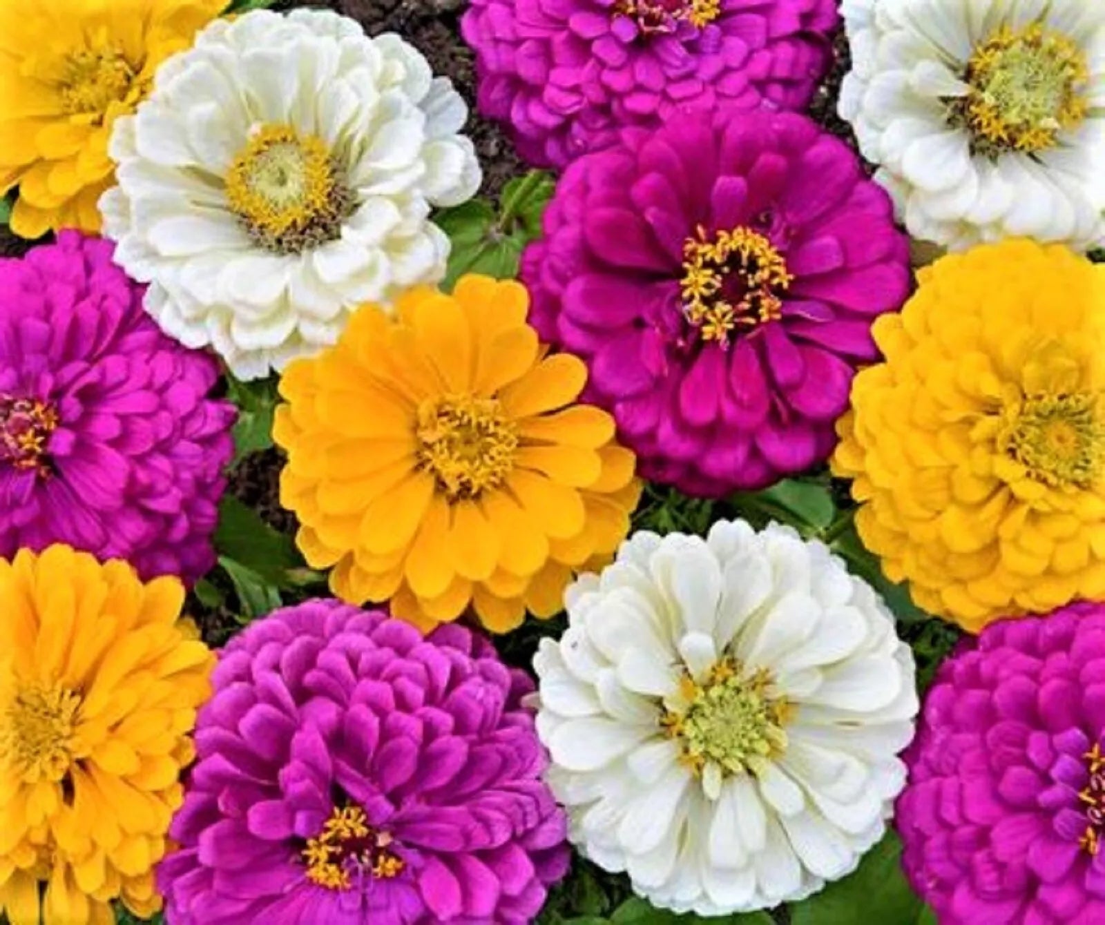 Mardi Gras Zinnia Seeds - 100+ Seeds - Colorful Mix - Zinnia elegans