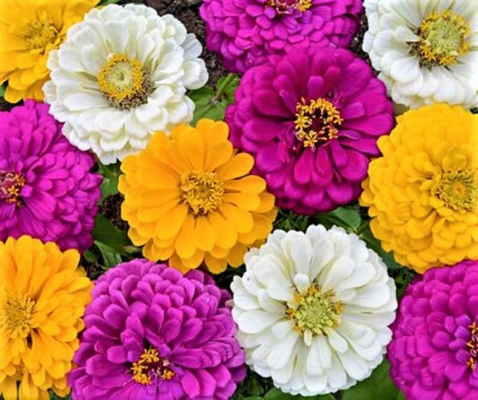 Mardi Gras Zinnia Seeds - 100+ Seeds - Colorful Mix - Zinnia elegans