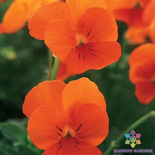 200+ Sorbet XP Deep Orange Pansy Seeds - Viola - Garden Planting - USA - Easy Grow