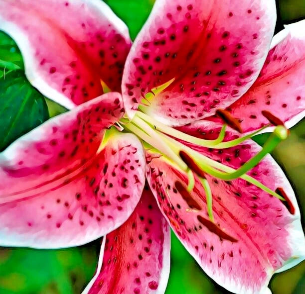 white stargazer lily bulbs Oriental Lily Bulb 16-18CM Red & White Fragrant Lilium 'Stargazer' Flo –  Jayme Garden