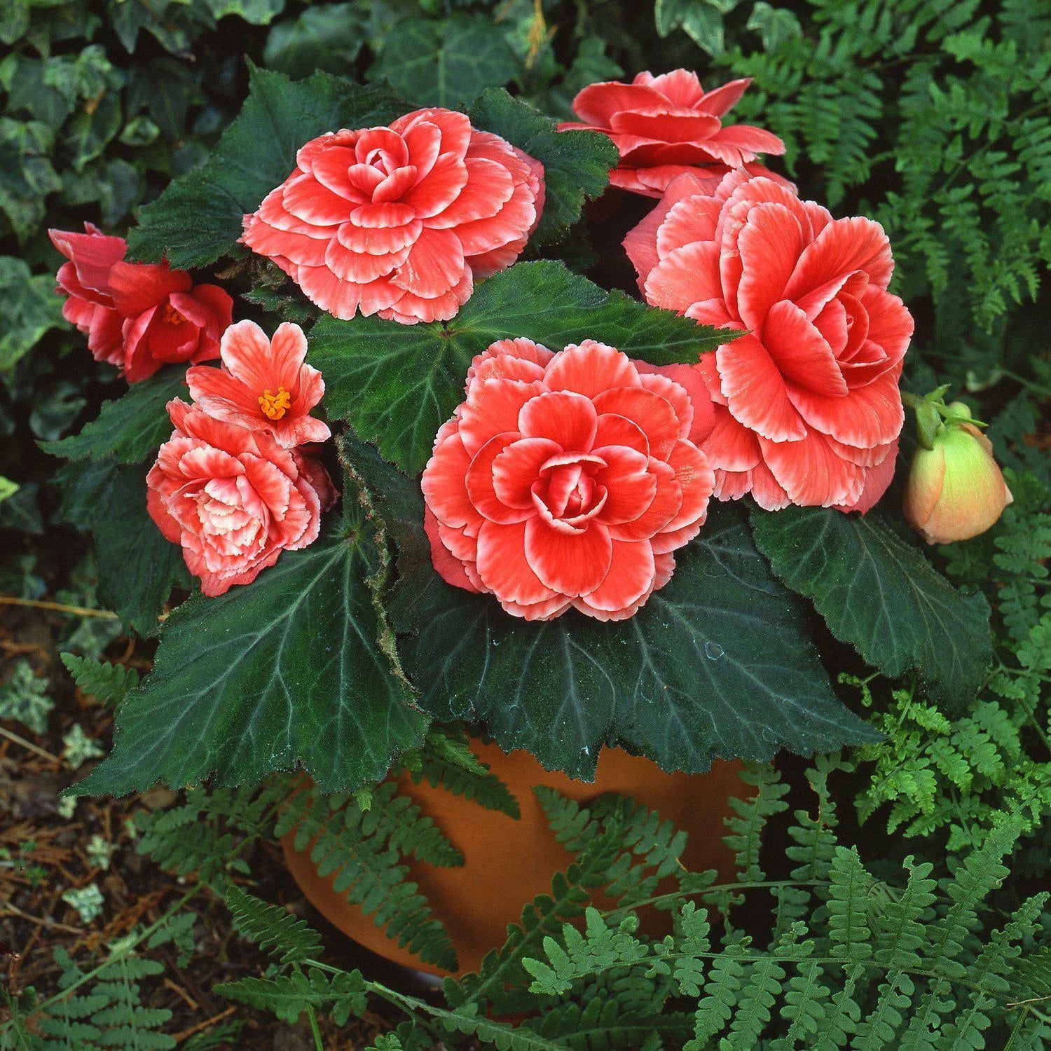 Begonia Seeds 500 Count Hot Tip Salmon Begonia x tuberhybrida