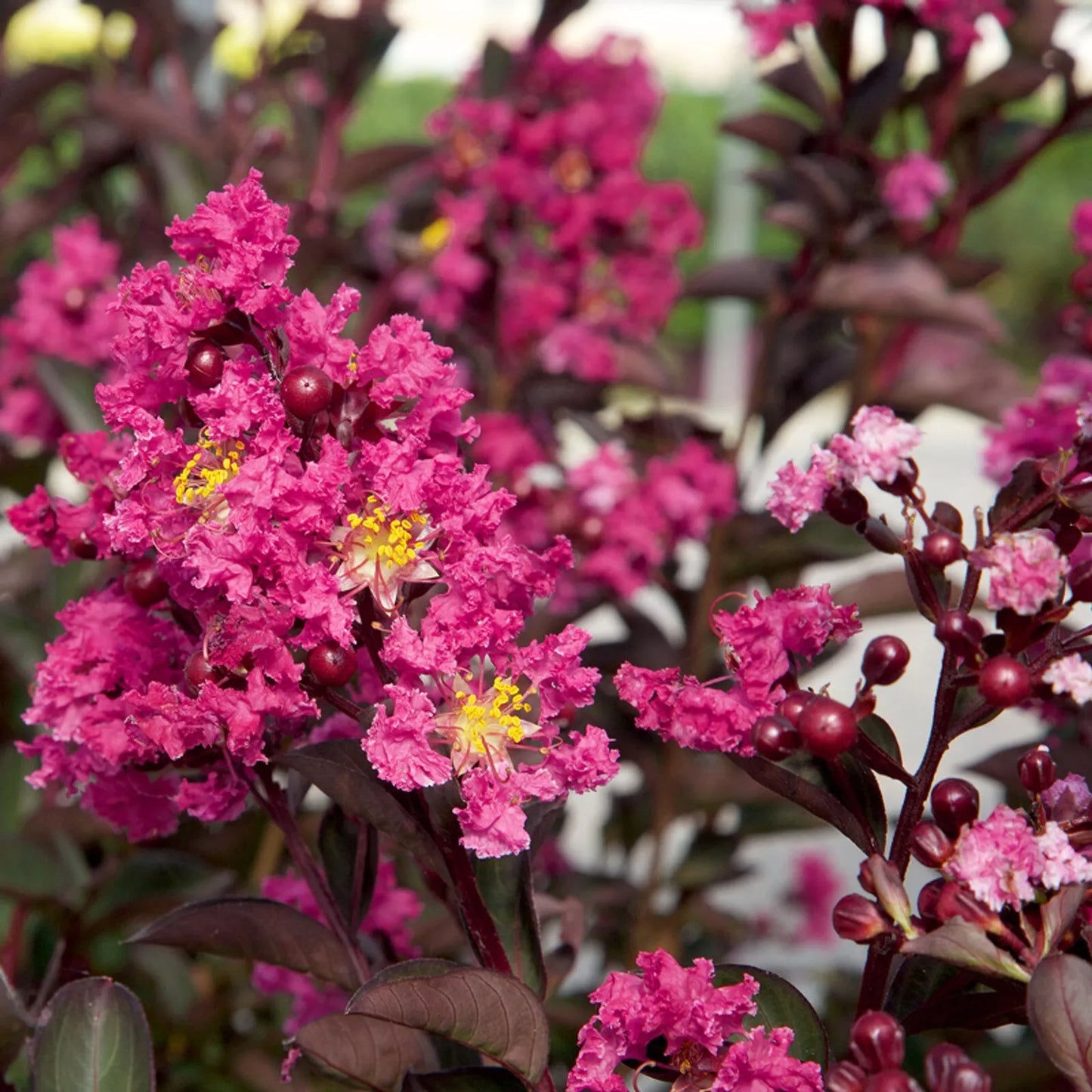 Cape Myrtle Seeds - 20 Pink Fusion Perennial Flower Seeds - Lagerstroemia indica - Ideal for Gardens and Landscaping