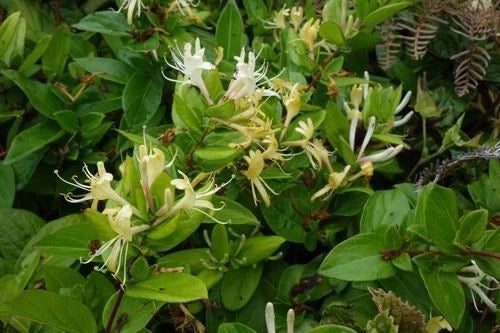 Japanese Honeysuckle Vines 12 Live Rooted Plants Heirloom Lonicera japonica Fragrant Southern Alabama Heritage