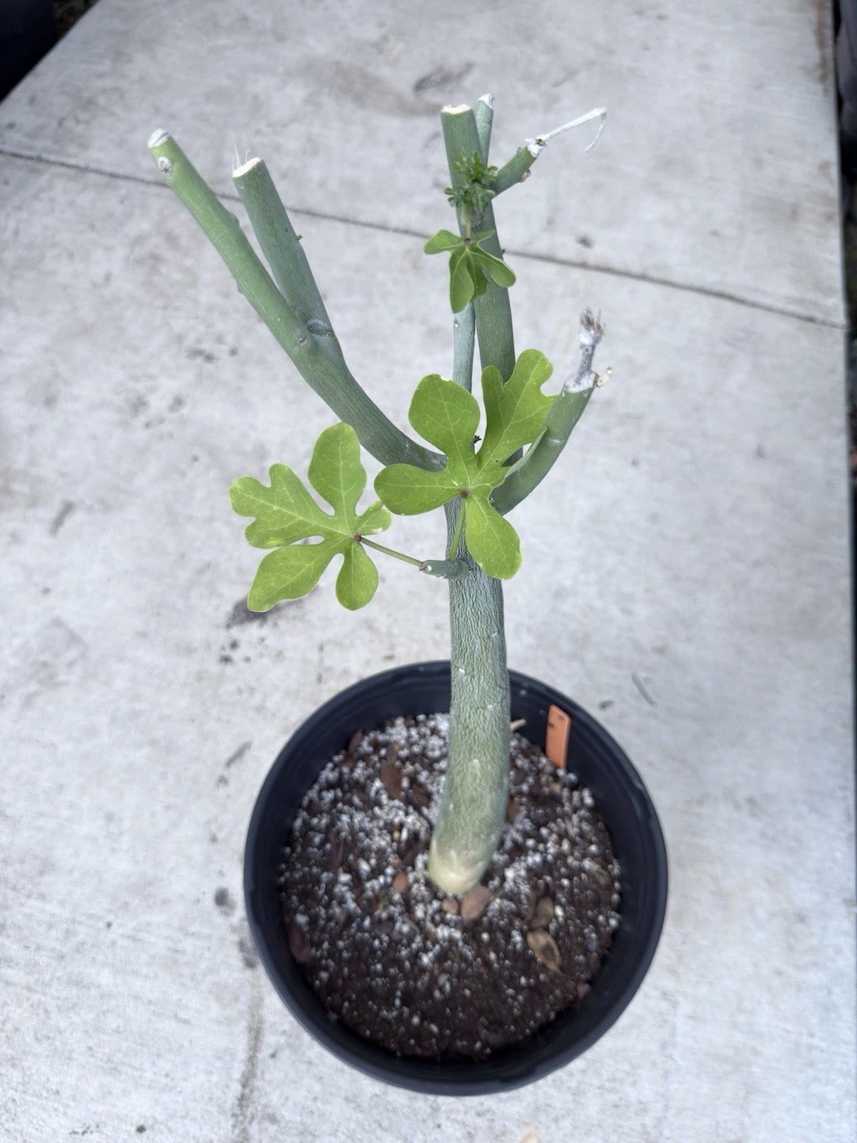 Adenia Venenata Caudex Succulent Plant | Unique Caudiciform Variety | Rare Indoor Greenery