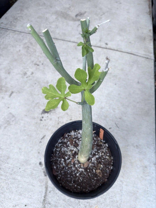 Adenia Venenata Caudex Succulent Plant | Unique Caudiciform Variety | Rare Indoor Greenery