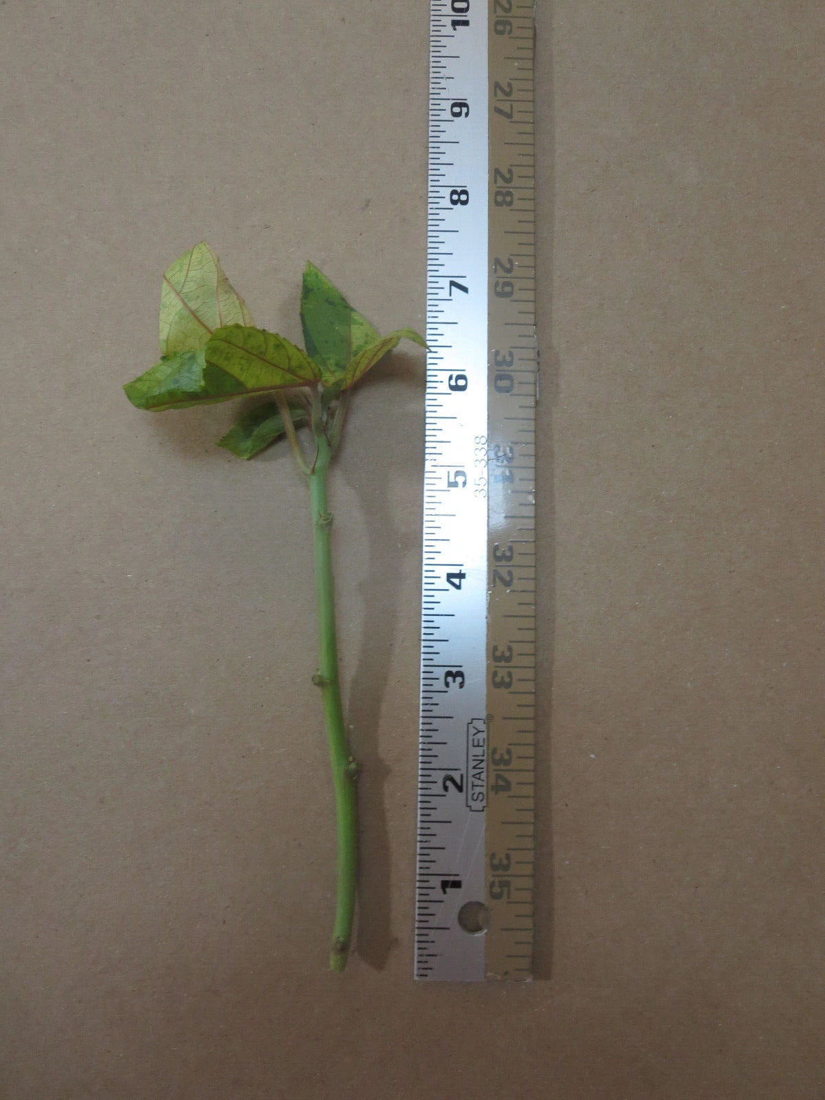 3 Acalypha Wilkesiana Cuttings – Tricolor Variegated Copperleaf – Live Tropical Foliage Plant – Unrooted Starter Stems for Propagation