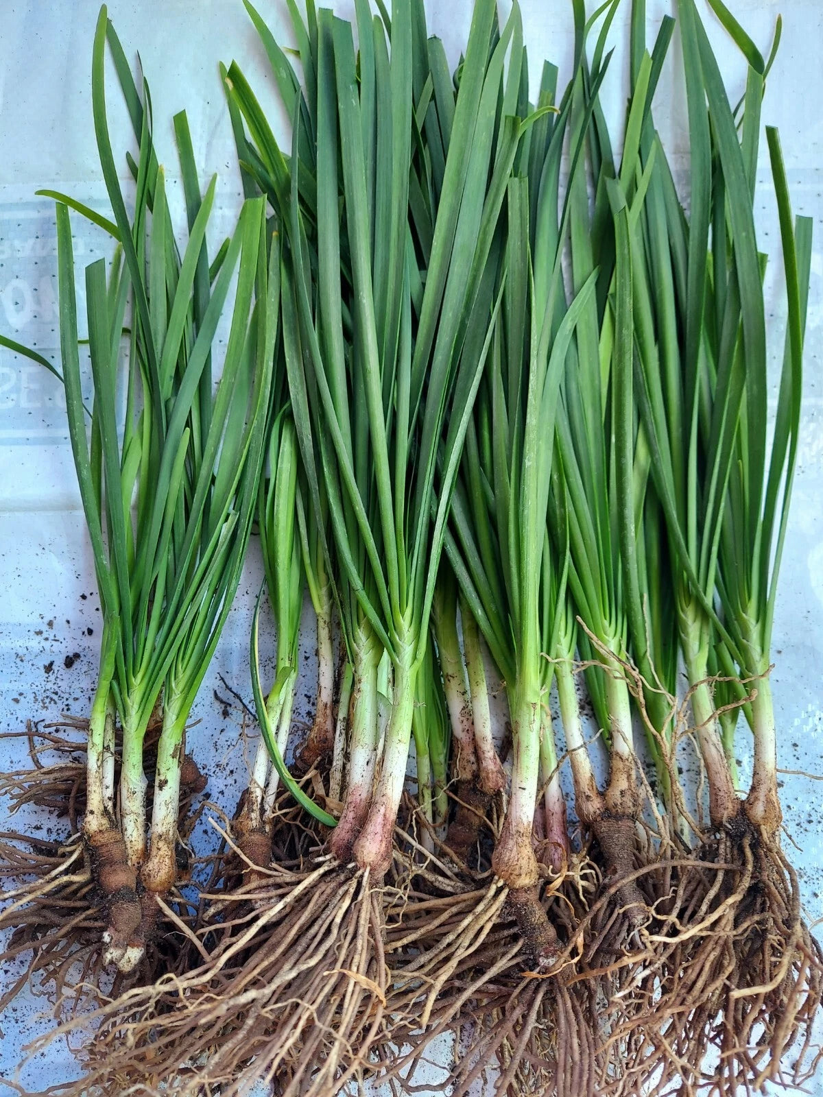 20 Organic Garlic Chives Plants Bare Root – Allium Tuberosum – Fresh Herb Starters – Easy to Grow Culinary & Medicinal Herb