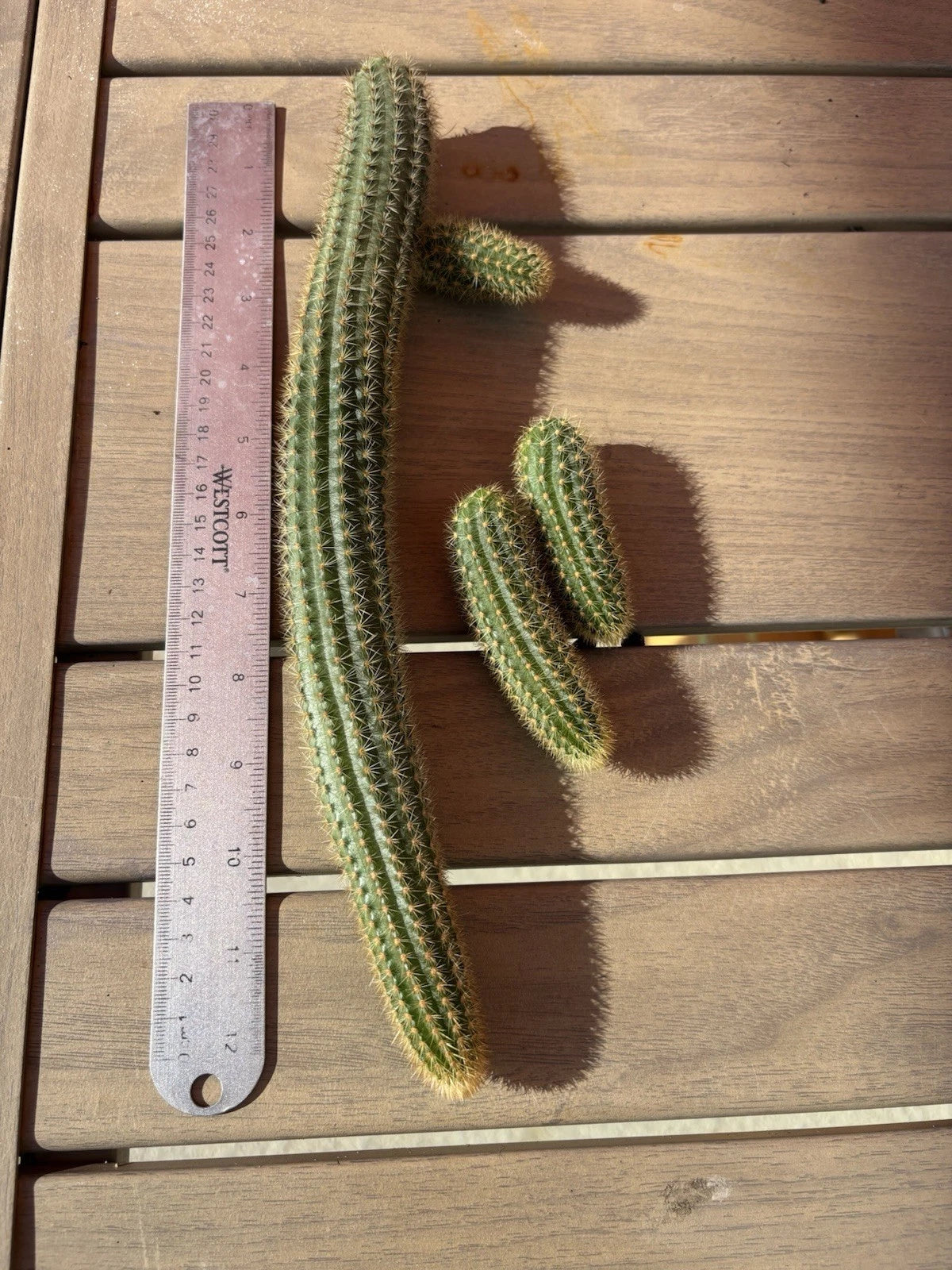Hildewintera Aurespina Hybrid Cactus Cuttings - Amethyst Cleistocactus - Live Plant Cuttings for Propagation