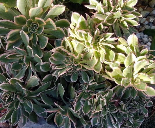 Cactus Cutting - #5 - Succulent Variety - Perfect for Propagation - Ideal for Indoor Gardens - (Echinopsis spp.)