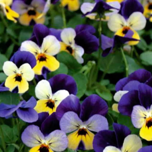 Johnny Jump Up Viola Seeds | NON-GMO Heirloom | Fresh Flower Seeds | Viola tricolor