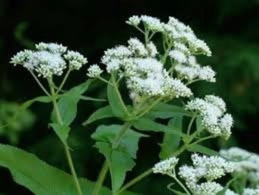 Boneset Herb Seeds, 100 Pack, Perennial Medicinal Plant, Eupatorium perfoliatum, Butterfly-Friendly Garden