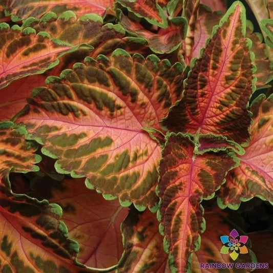 25+ Coral Sunrise Coleus Seeds for Garden Planting - Colorful Foliage - Plectranthus scutellarioides - USA