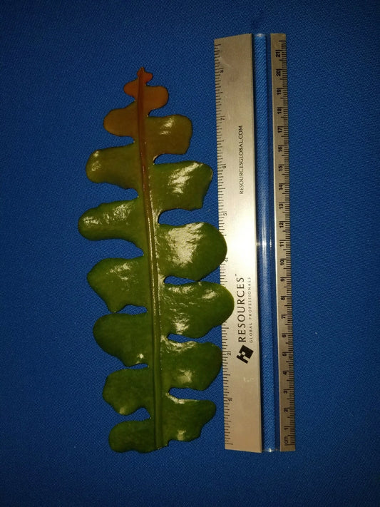 Epiphyllum Anguliger Cuttings - 4" Fast Growth, Fragrant White Variety - Unique Houseplant for Indoor Gardens