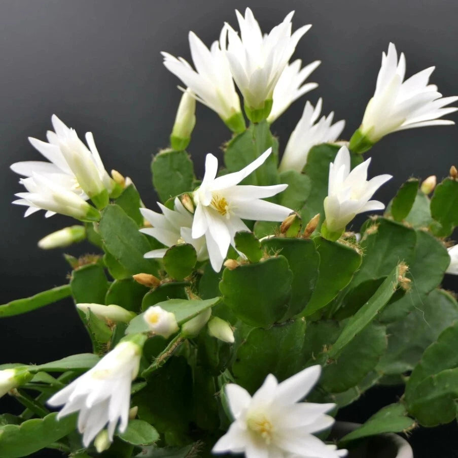 Easter Cactus Live Plant - 3" Pot - White Blooms - Rhipsalidopsis Gaertneri - 5-6" Tall