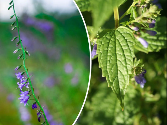 100+ Skullcap Herb Seeds - Medicinal Variety (Scutellaria lateriflora) - Mad Dog, USA Seller