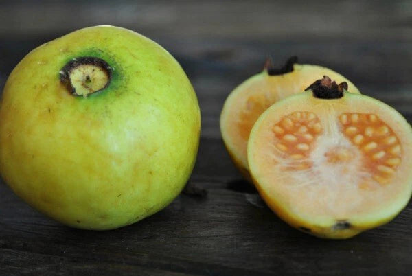 50+ White Indian Guava Seeds for Planting - Psidium guajava - USA Grown - Perfect for Home Gardens