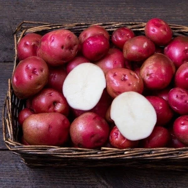 red seed potatoes for planting Red Norland Seed Potatoes for Planting - Early Maturing Variety