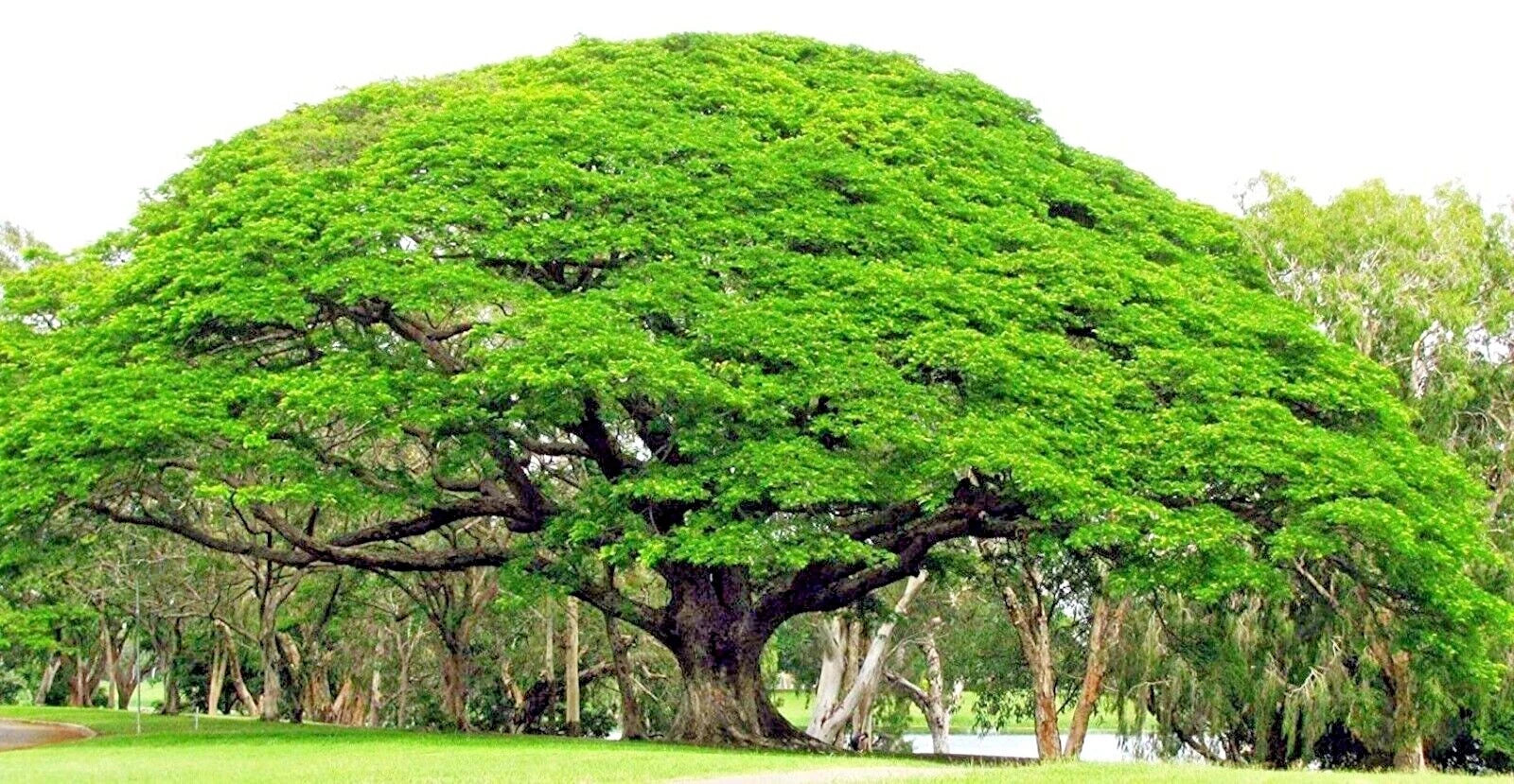 Rain Tree Seeds - 10 Count - Monkey Pod