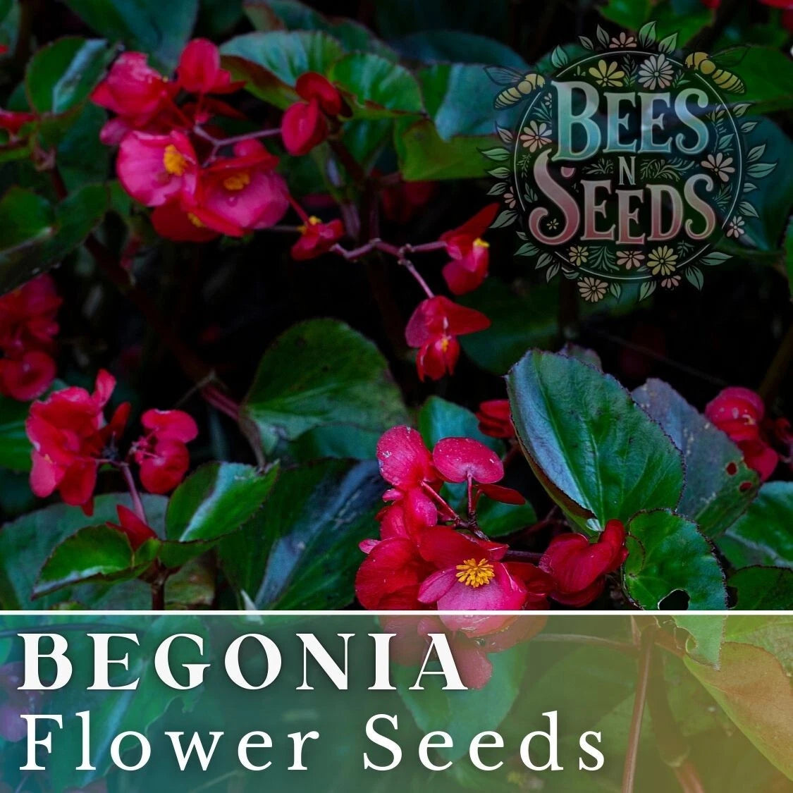 Bold Merlot Begonia Seeds - Non-GMO Flower Seeds - 45 or 125 Seeds - Perfect for Garden and Container Planting - Begonia x tuberhybrida