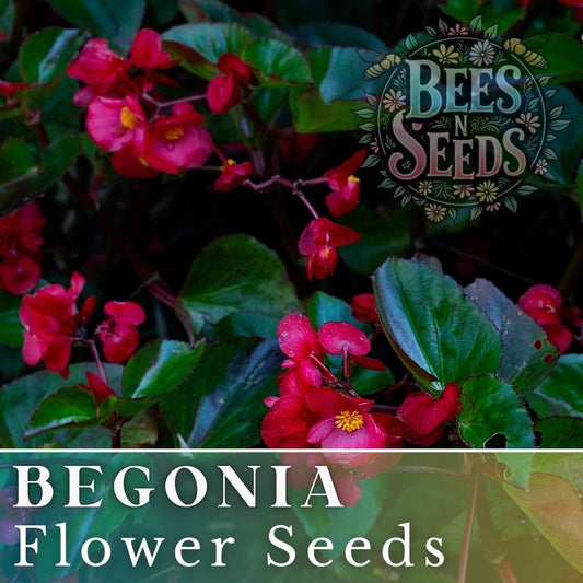 Bold Merlot Begonia Seeds - Non-GMO Flower Seeds - 45 or 125 Seeds - Perfect for Garden and Container Planting - Begonia x tuberhybrida