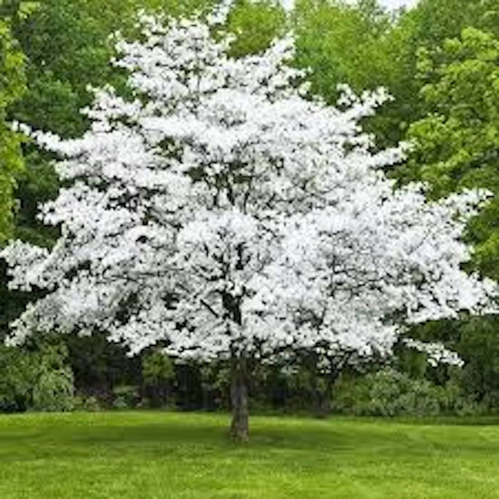 5 White Dogwood Trees 12-24in Bare Root Cornus florida - Dormant Live Tree for Zones 5-9, Attracts Birds & Butterflies