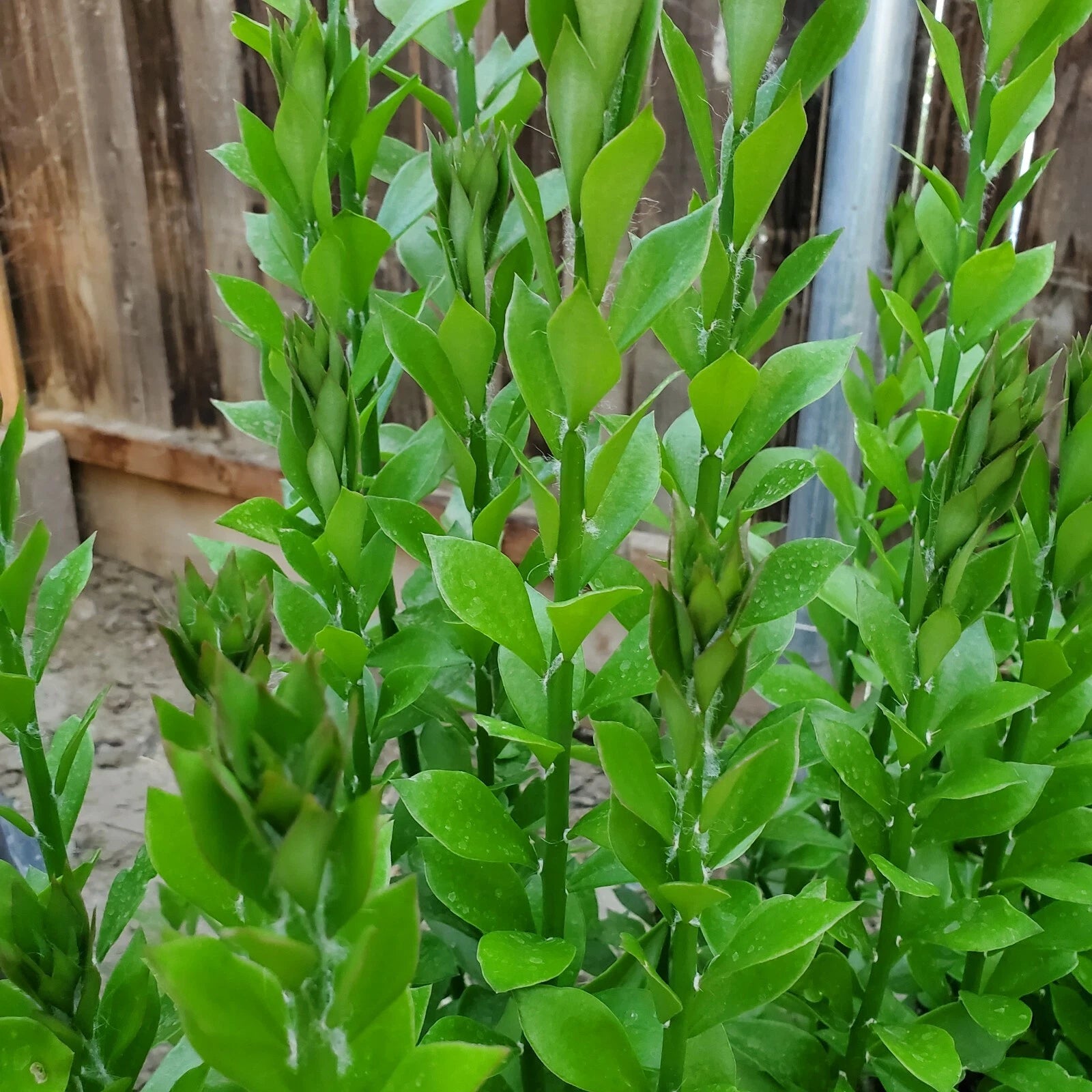 Aztec Gold Plumeria Cutting 6-8in Scented Flower Frangipani (Plumeria)