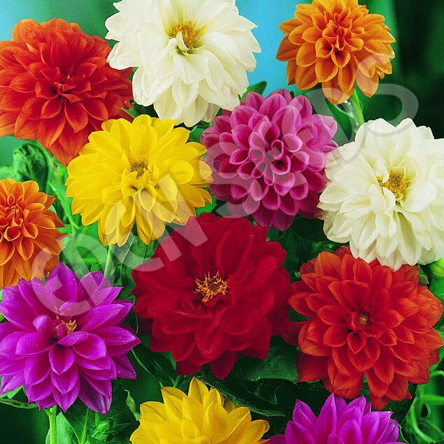 Bedding Dahlia Seeds, 20-400 Count, Non-GMO, Unwins, Colorful Garden Blooms, Dahlia spp.