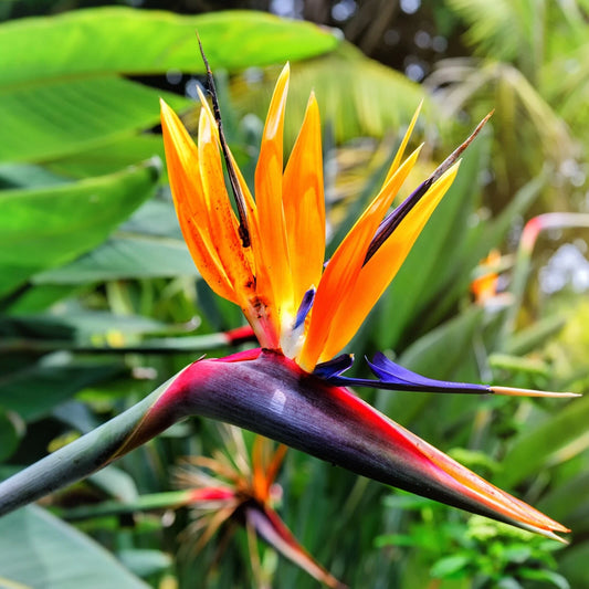 8in Organic Bird of Paradise Live Plant - Orange Flower Strelitzia - USA Grown