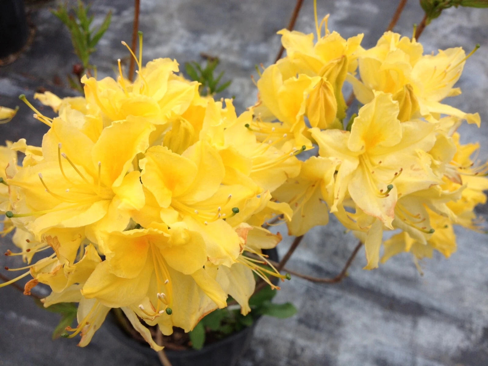 Aromi Azalea Starter Plant 'Lemon Lights' Rhododendron Hybrid - May Be Dormant
