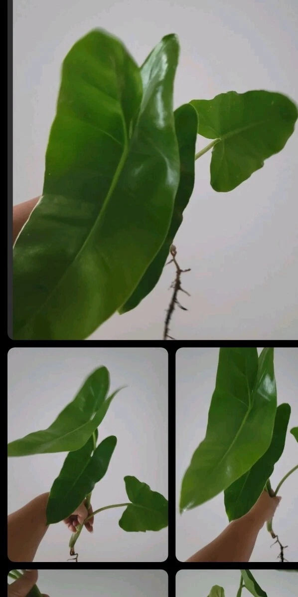 Burle Marx Philodendron Cutting | Multiple Nodes with Air Roots | Indoor & Outdoor Plant (Philodendron 'Burle Marx')