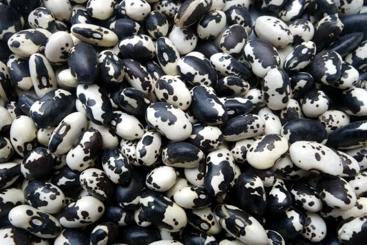 Calypso Bean Seeds for Planting, 20 Seeds, Delicious Variety, Phaseolus vulgaris