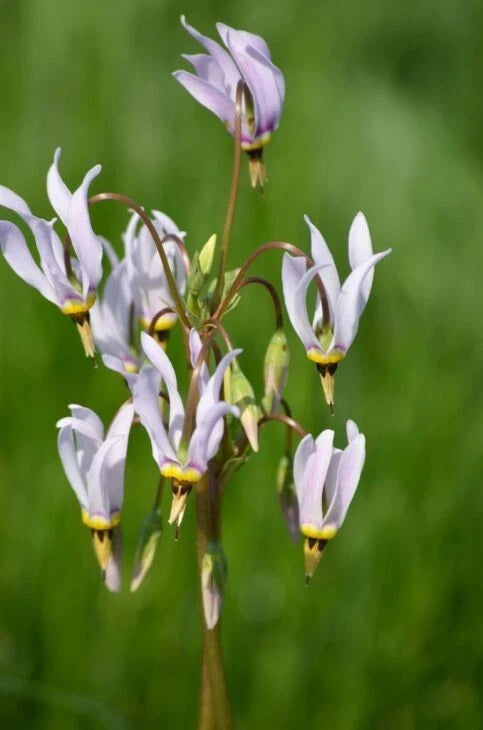 Midland Shooting Star Wildflower Seeds - 50+ Seeds - Native American Cowslip (Dodecatheon meadia) - USA Native