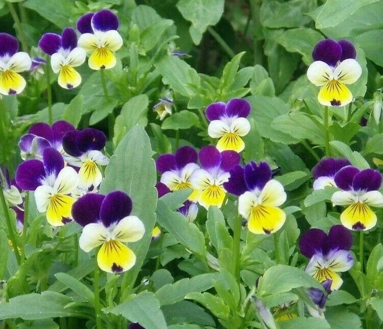 Johnny Jump Up Seeds 500+ Helen Mount Viola Tricolor Flower Garden Seeds